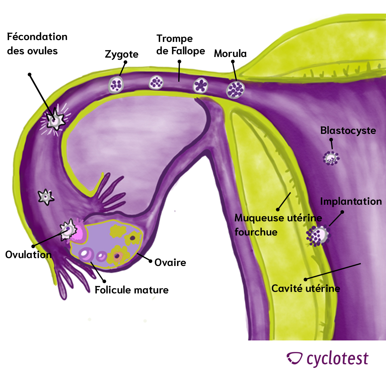 Implantation de l'ovule dans l'utérus : Qu'est-ce que c'est ...