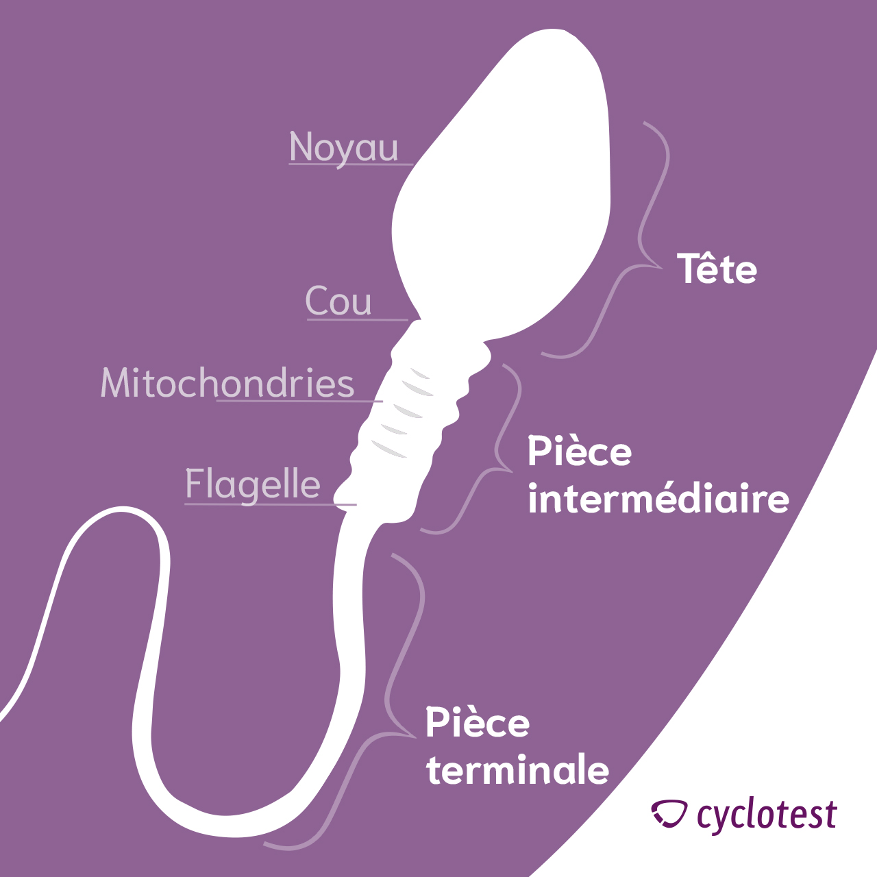 Quelle est la durée de vie des spermatozoïdes ? ⏱ | cyclotest