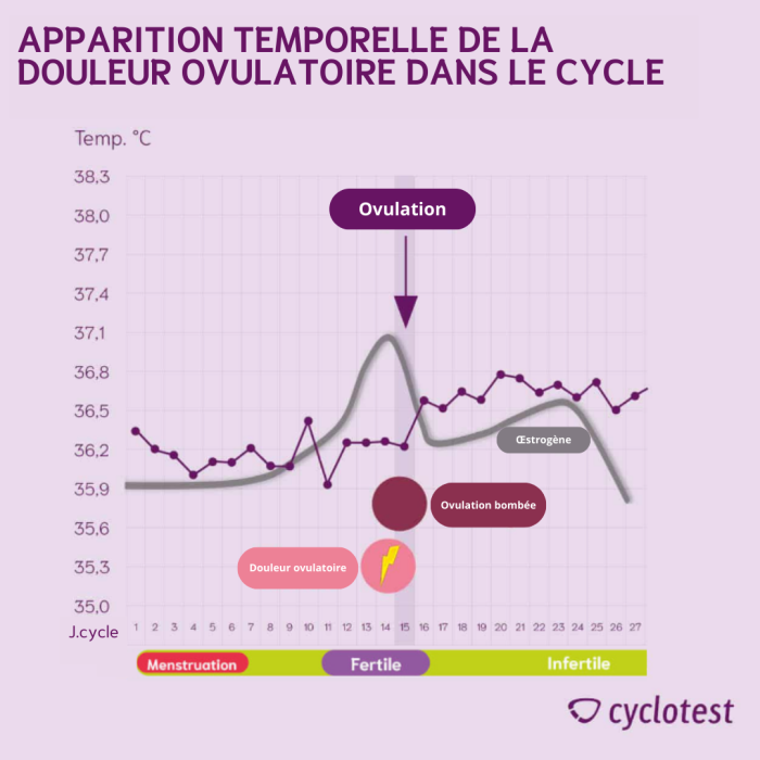 Lien entre la température basale, les niveaux d'œstrogènes et les douleurs d'ovulation au cours du cycle