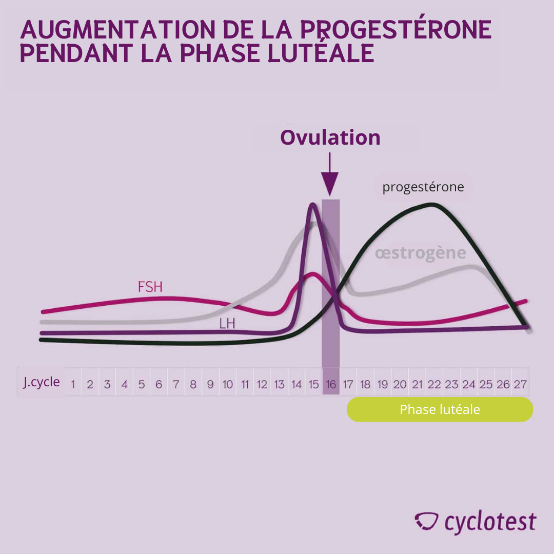Augmentation de la progestérone pendant la phase lutéale