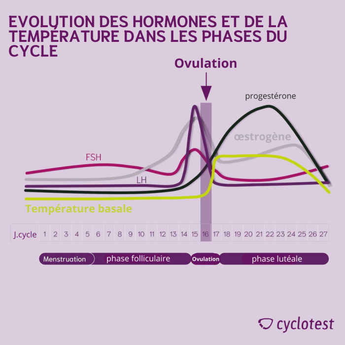 Quelles sont les hormones du cycle menstruel ? Cyclotest