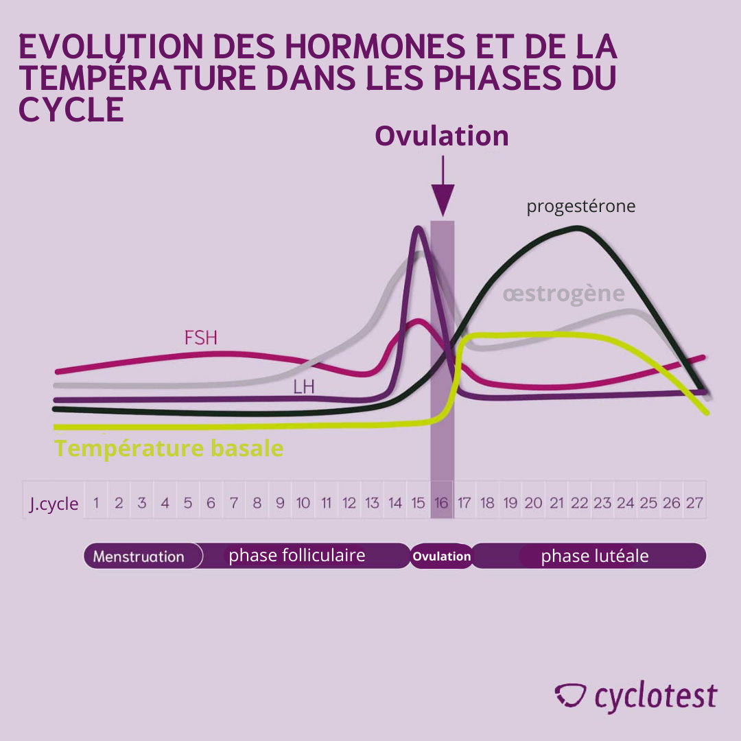 Evolution des hormones et de la température dans les phases du cycle