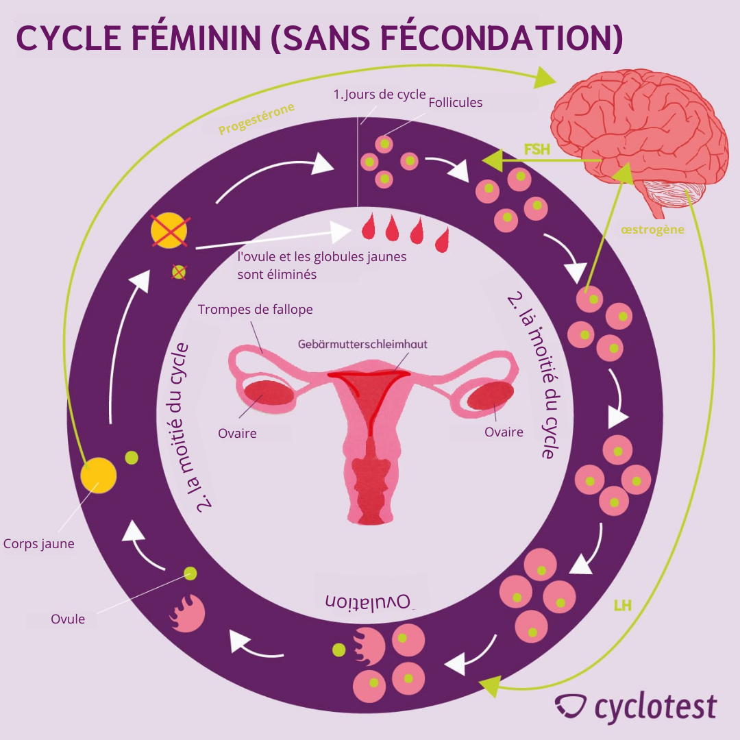 Les phases du cycle féminin