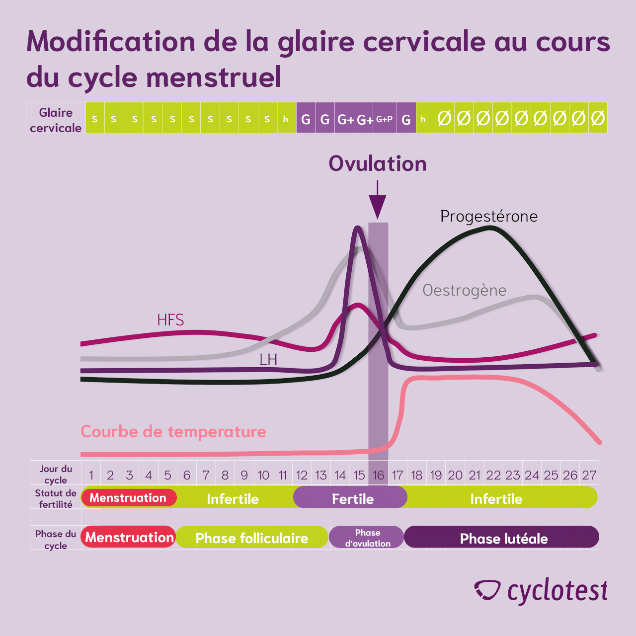 Glaire cervicale : Observation et évaluation | cyclotest