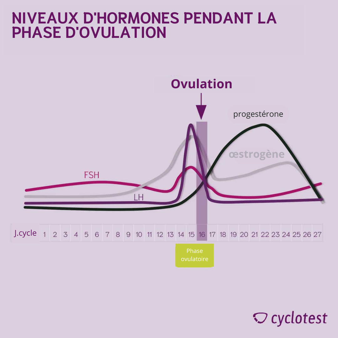 Niveaux d'hormones pendant l'ovulation