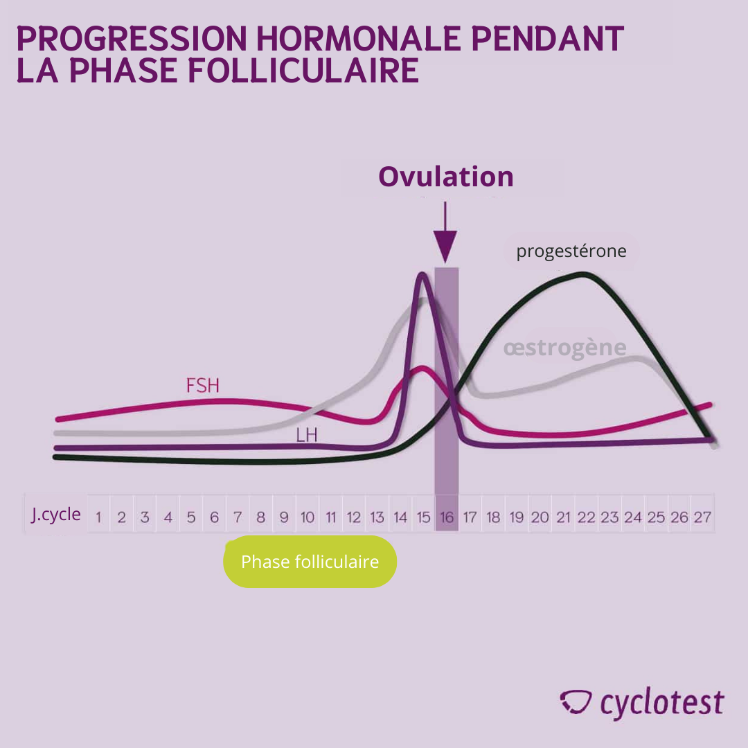 Progression hormonale pendant la phase folliculaire