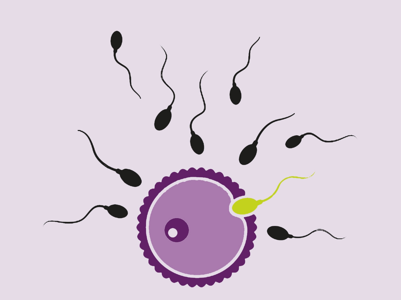 l'implantation de l'ovule