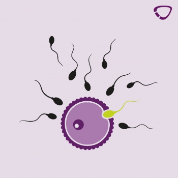 l'implantation de l'ovule