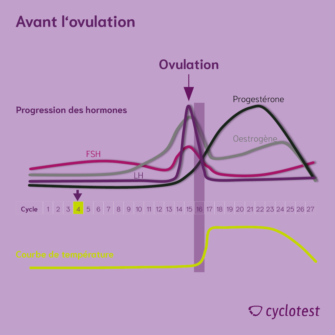 La progression hormonale dans la première moitié du cycle est graphique : © cyclotest