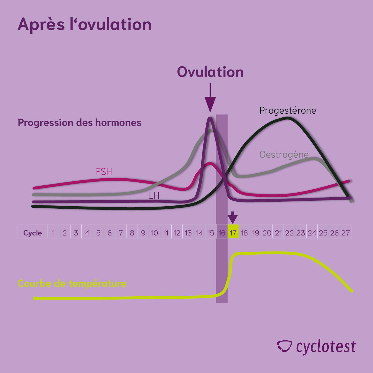 La progression hormonale dans la seconde moitié du cycle | Graphique : © cyclotest