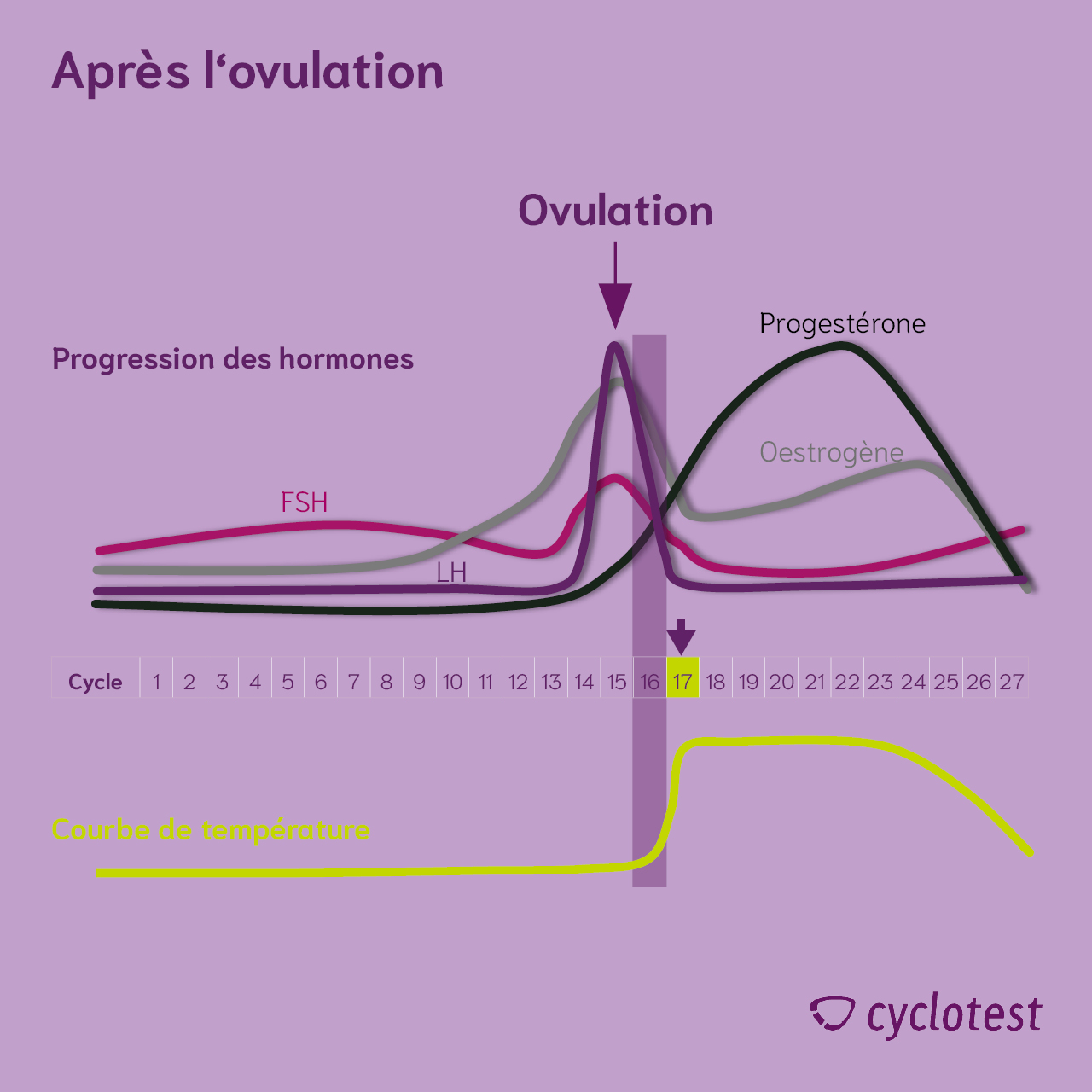 ᐅ Cycle féminin : Comment fonctionne le cycle menstruel | cyclotest