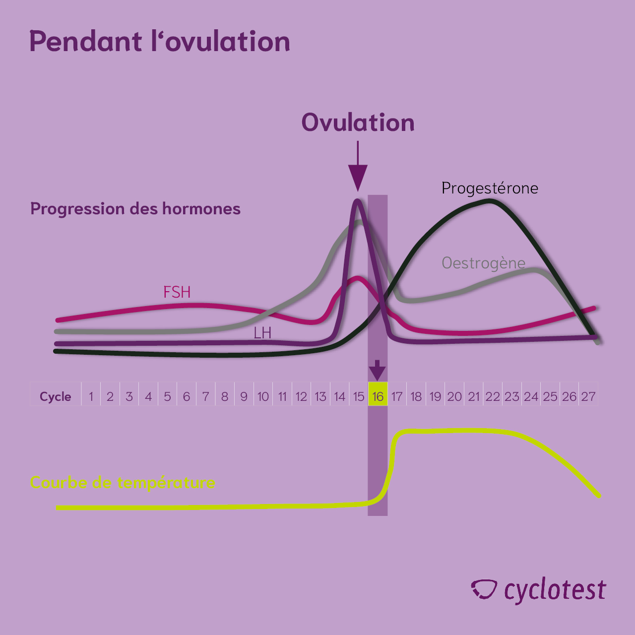 Progression hormonale pendant l'ovulation | Graphique : © cyclotest