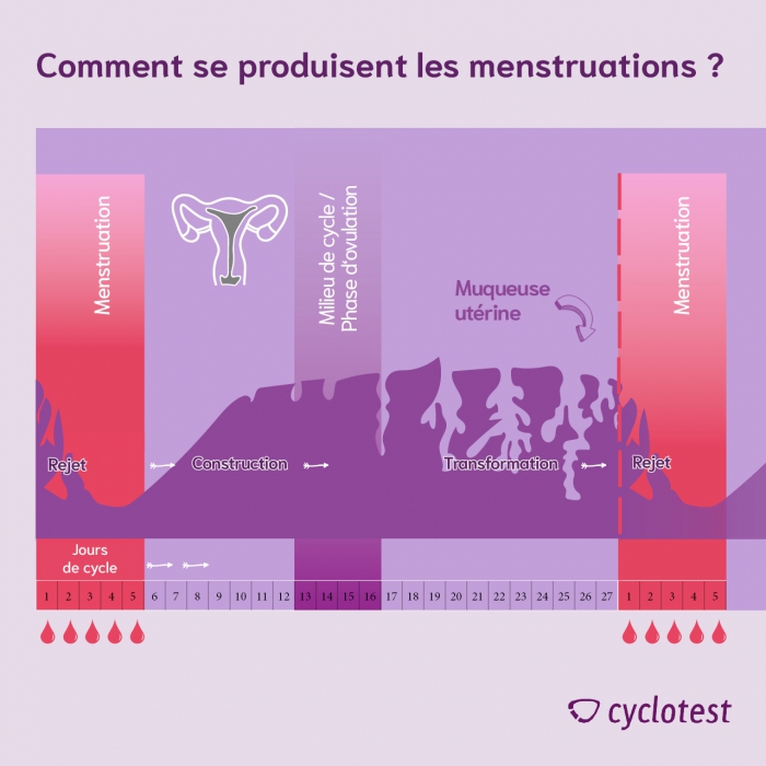 Le diagramme montre comment la muqueuse de l'utérus change au cours d'un cycle. Pendant les menstruations, la muqueuse, les sécrétions, l'ovule et le sang sont évacués de l'utérus.