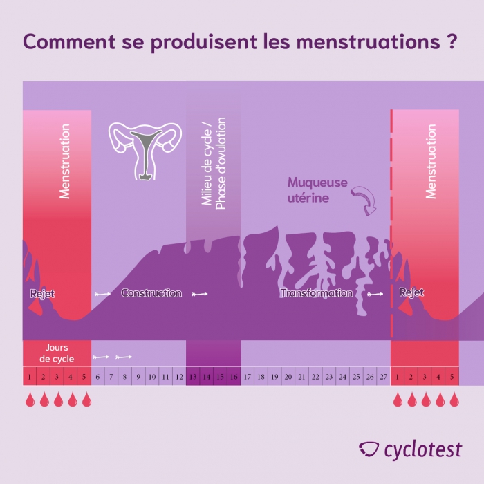 Menstruations : Tout savoir sur votre cycle menstruel | cyclotest