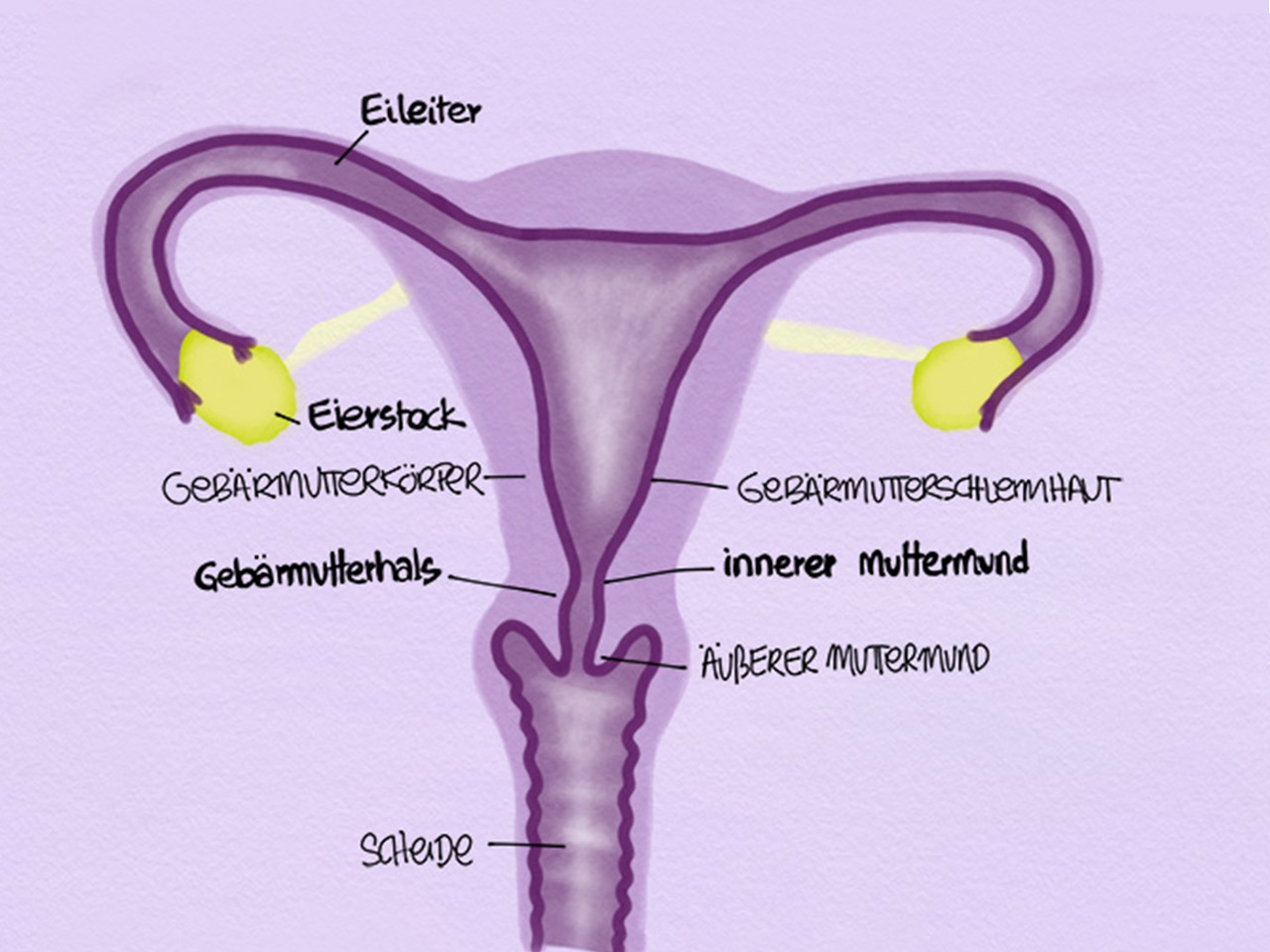 Qu'est-ce que le col de l'utérus et comment le palper ? | cyclotest