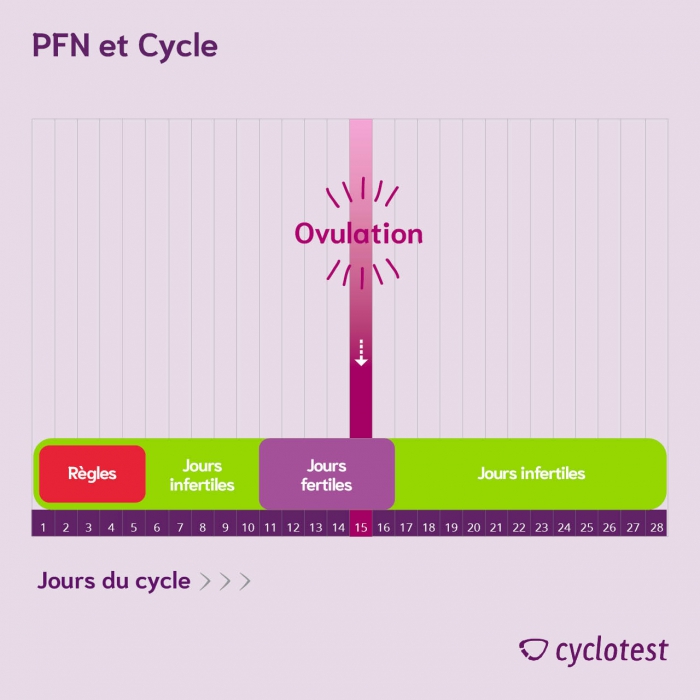 Sur la base du planning familial naturel, on peut identifier les différentes phases du cycle, qui sont alignées sur l'ovulation.