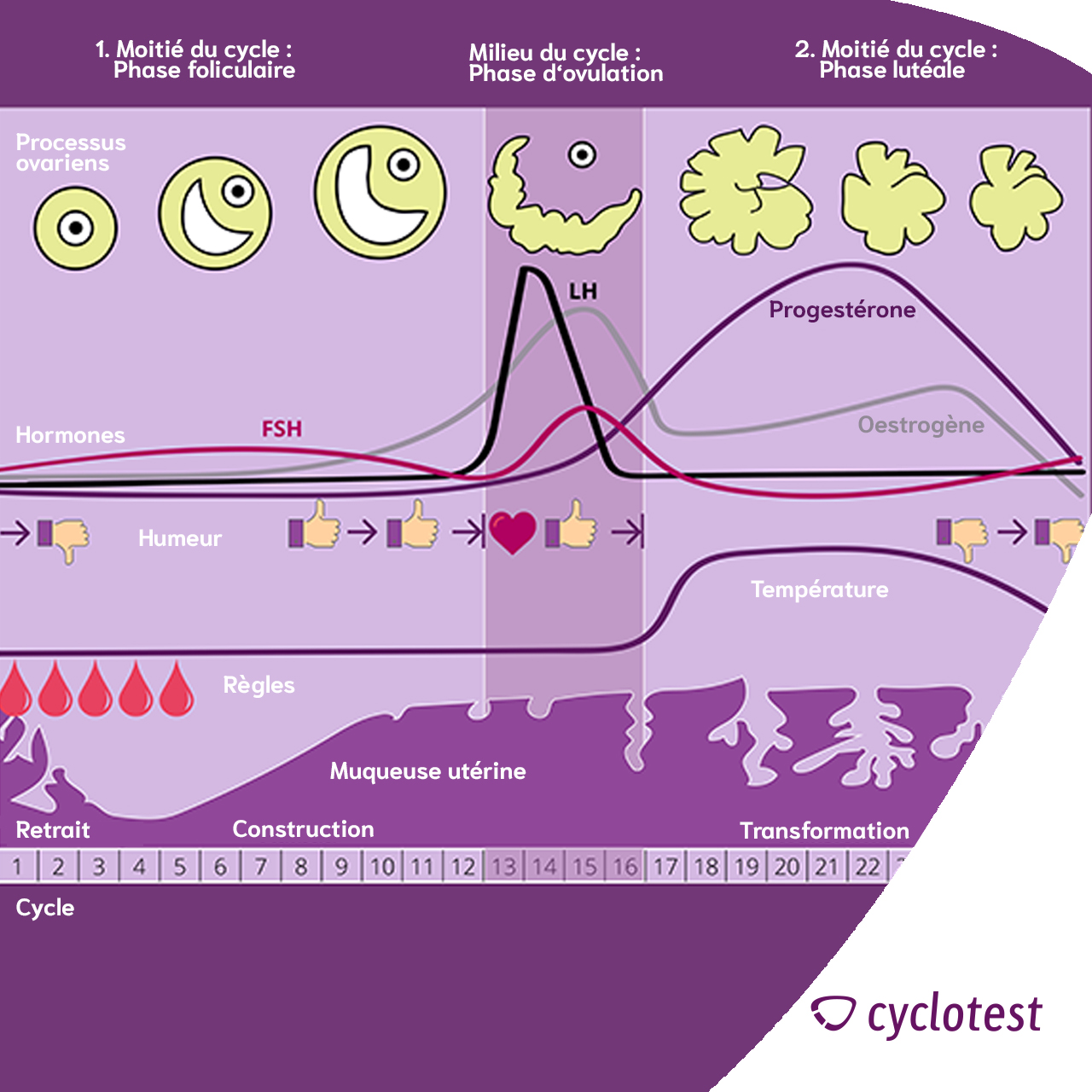 Phases du cycle féminin | Graphique : © cyclotest