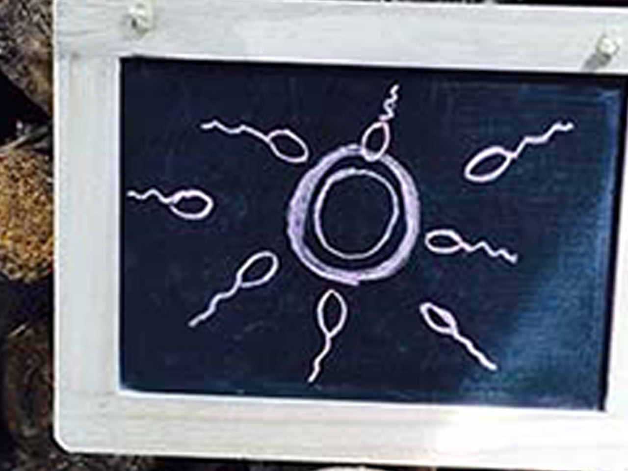 Quelle est la durée de vie des spermatozoïdes ? ⏱ | cyclotest