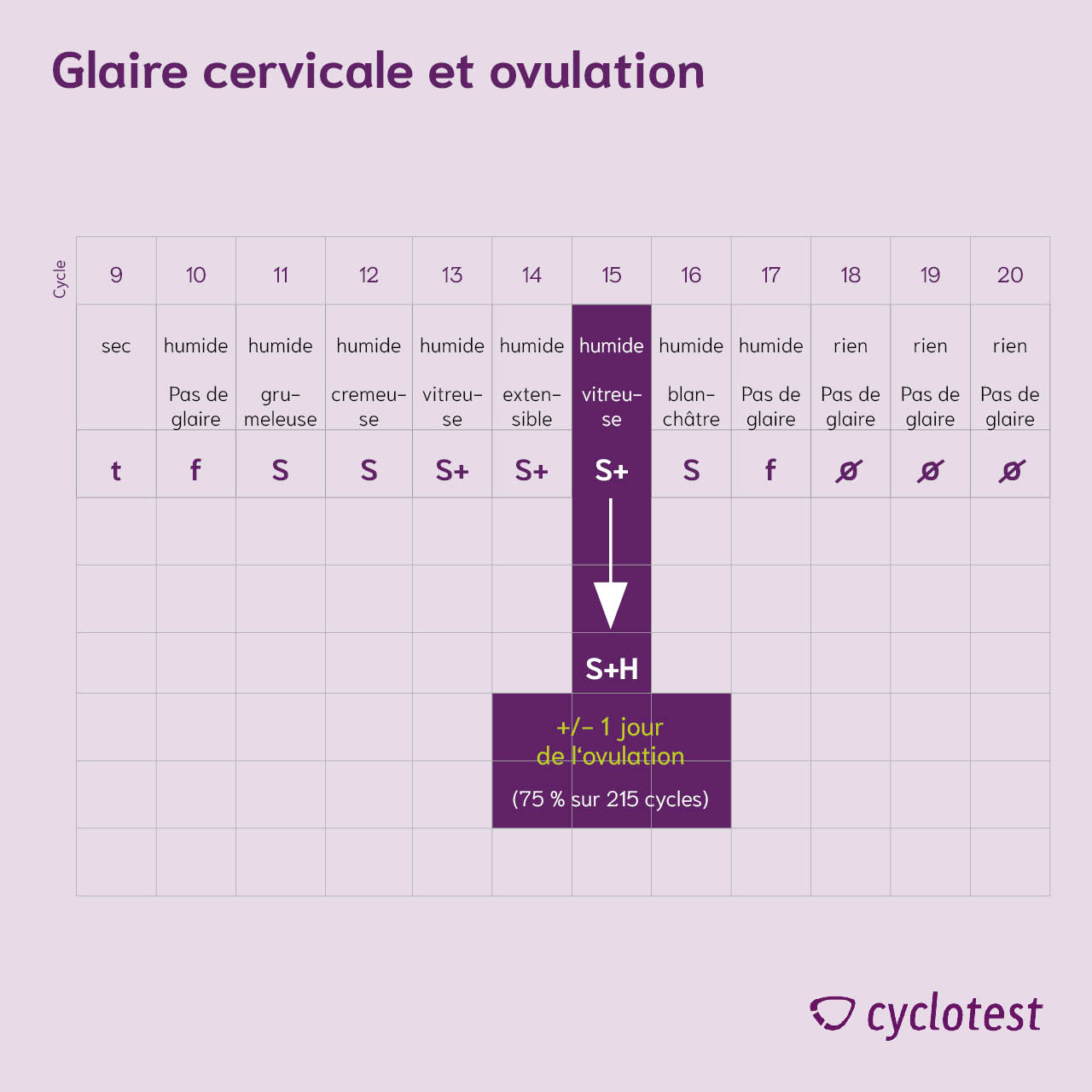 Le graphique montre la relation entre la glaire cervicale et l'ovulation.